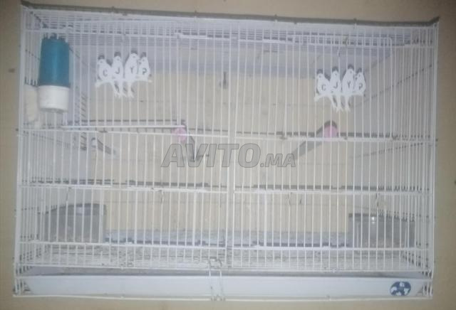 Cage Calopsitte - 2