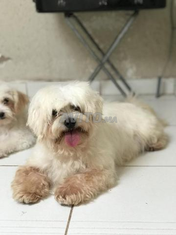 Femelle bichon maltais âgée de 8 mois