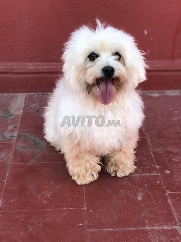 Femelle bichon maltais âgée de 8 mois - 2