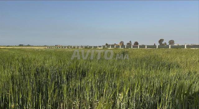 belle ferme de 8669m2 à bir Jdid - 2