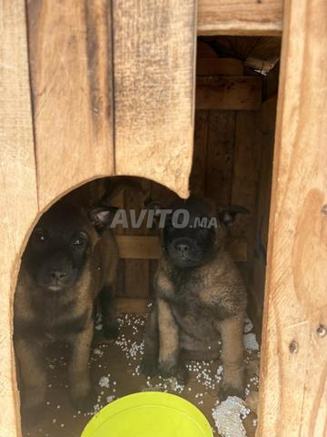 Chiot Malinois