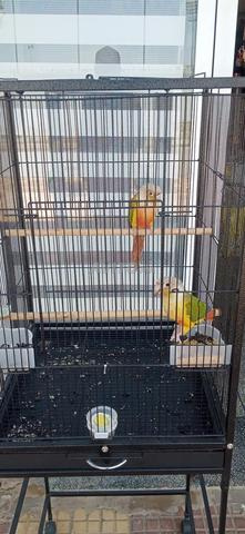 Couple Molina (Ananas) 100/💯 fonctionnel - 2