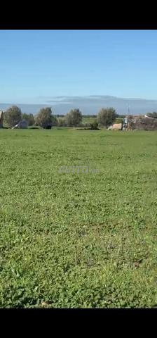 El Mzamza - Province de Settat - 2