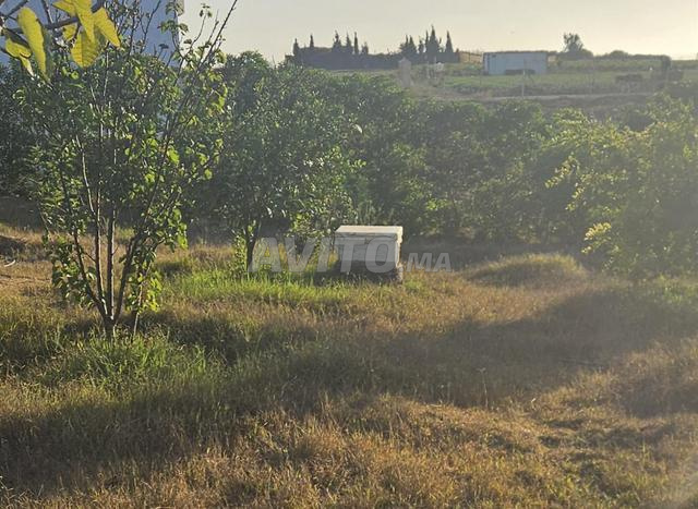 Ruche d'abeilles - 2