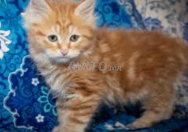 Bébé chaton roux - 2