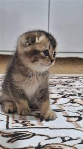 Scottish Fold Tabby - 2