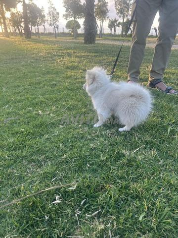 Spitz Pomeranian - 2