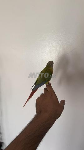 Conure molina ananas bague 2025 âge 9 mois - 2