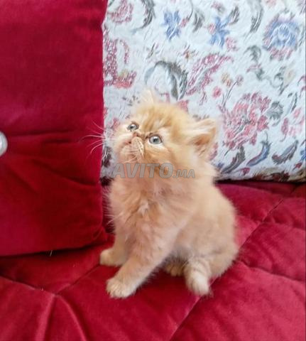 Chat persan - 2
