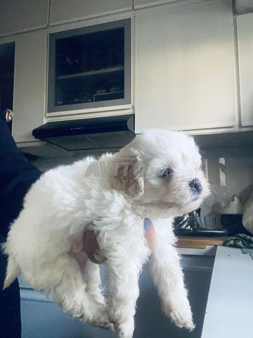 Adorables bichons - 2
