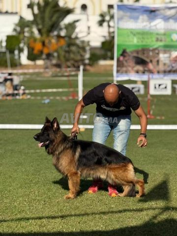 جرو شيبرد ألماني أسود مكسور نسب