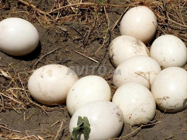 بيضة نعامة طبيعية 100% حجم ممتاز - 2