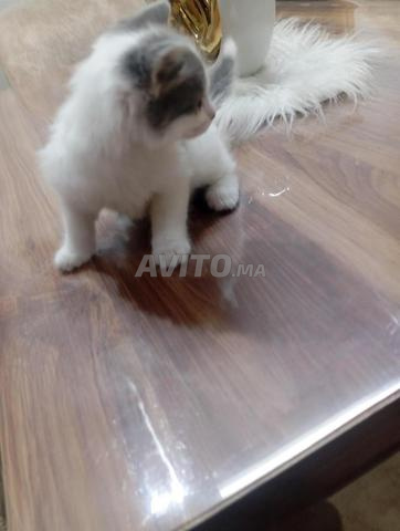 Chatte blanche - 2