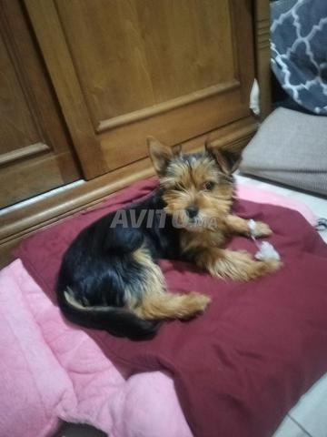 Famille Yorkshire Terrier