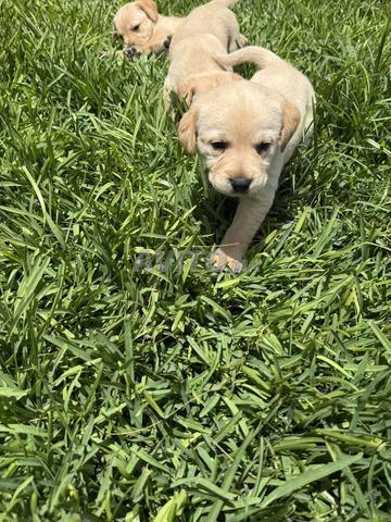Labrador 1 mois - 2