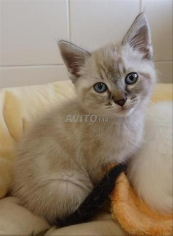 Chat Siamois et Angora Turc