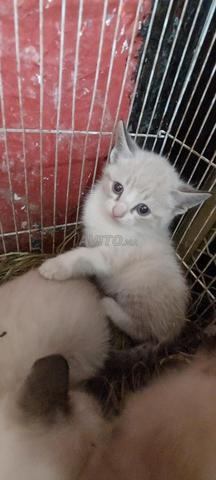 Chats Siamois et Angora Turc - 2