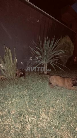 Chiot Malinois - 2