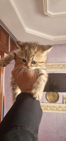 British Shorthair 2 mois - 2