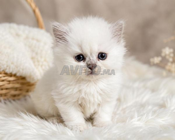 Chaton, mâle Scottish straight , Highland - 2