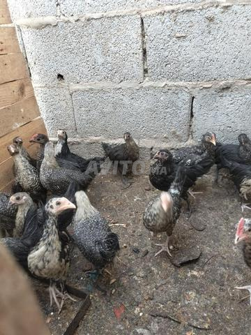 Laayoune Es-Seqqia Al-Hamra - 2
