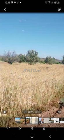 Terrain agricole proche et pas cher - 2