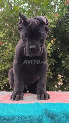 Cane Corso - 2