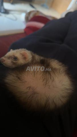 Furet à vendre, bien vacciné - 2