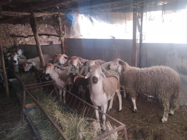 Mouton Sardi Hawli Khrouf
