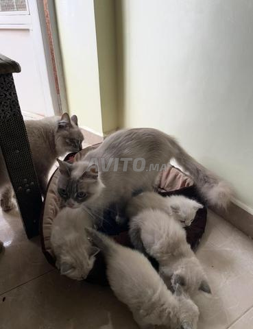 Chatons Ragdoll pure race