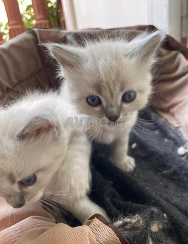 Chatons Ragdoll pure race - 2