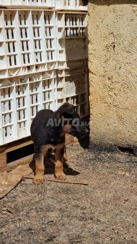Chiots Berger Allemand de Race Pure - 2