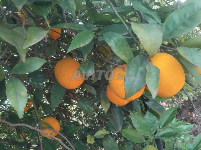 مبيعات برتقال فالنسيا