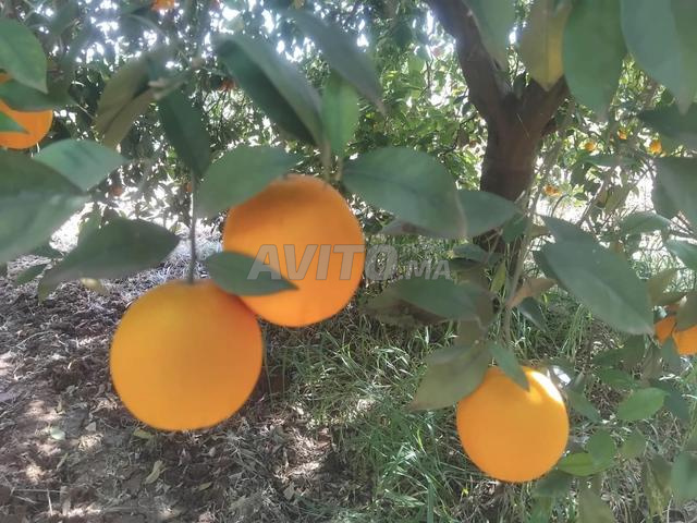 Ventes Produits Orange Valencia