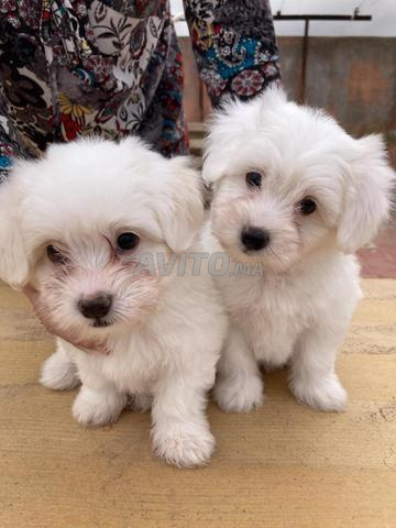 Bichon maltais - 2