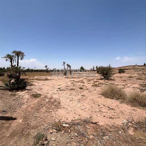 123529-بيع أرض في مراكش النخيل الامتدادي - 2
