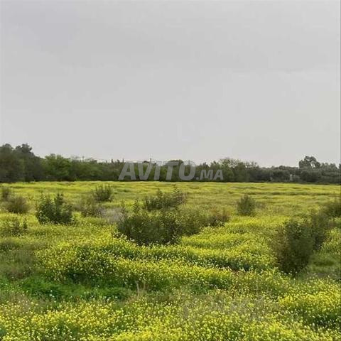 154971-Vente Terrain à Marrakech Sidi Abdellah Ghiat