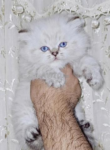 Chatons Scottish Fold & Straight - 2