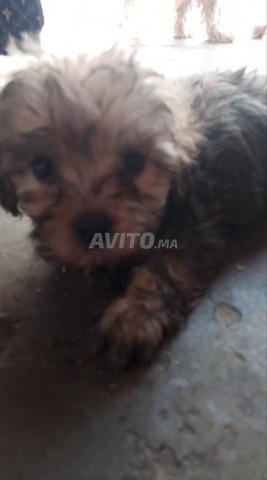 Chiens de compagnie de race caniche
