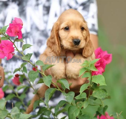 Chiot Cocker Spaniel - 2