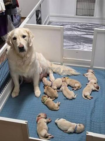 Chiot Golden Retriever - 2