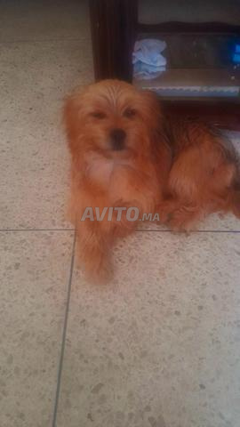 Bichon Havanais - 2
