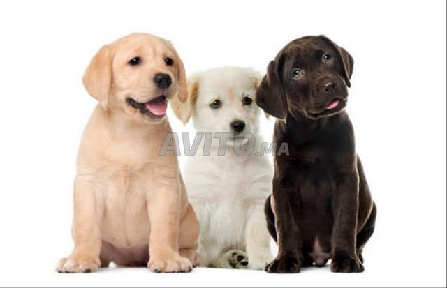 Chiot Labrador