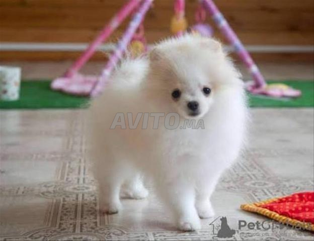 Chiot Spitz Nain avec pedigree - 2