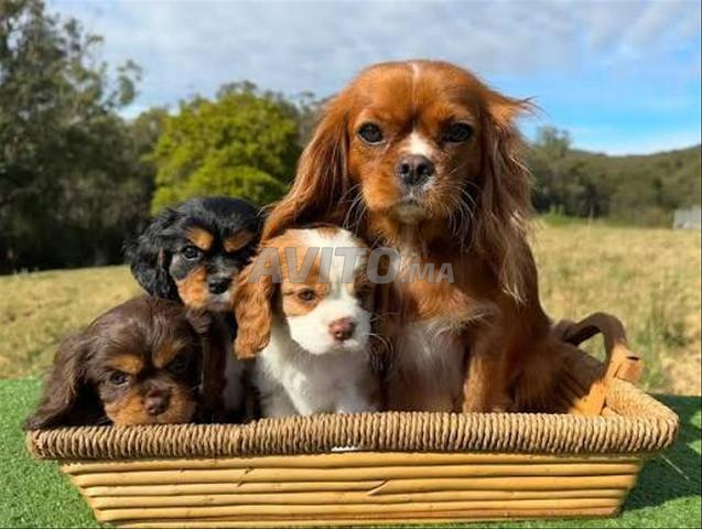Chiot Cavalier King Charles - 2