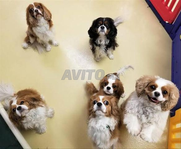 Chiot Cavalier King Charles