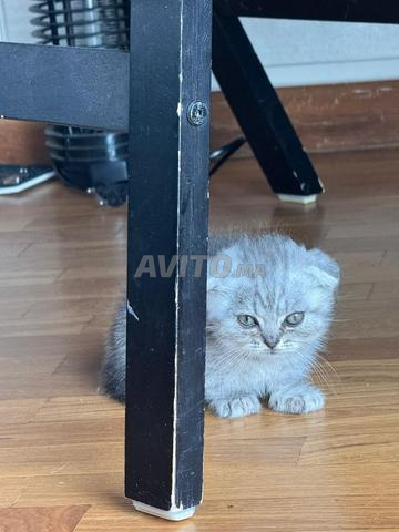 Chaton Scottish Fold - 2