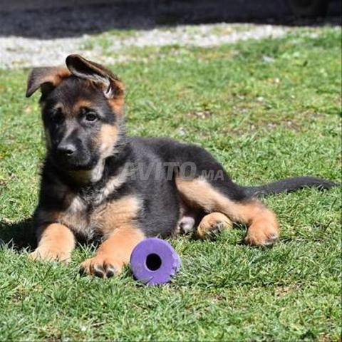 Chiot Berger Allemand