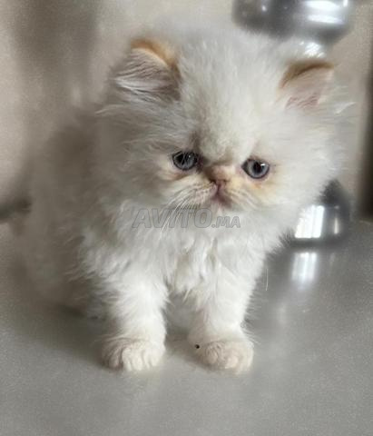 Magnifique chaton persan pur picky face - 2
