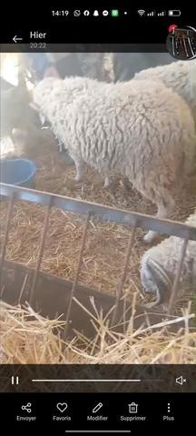 Mouton pour l'Aïd - 2